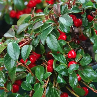 Кизильник Даммера в Новополоцке