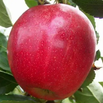 Яблоня ГАЛА МАСТ в Новополоцке