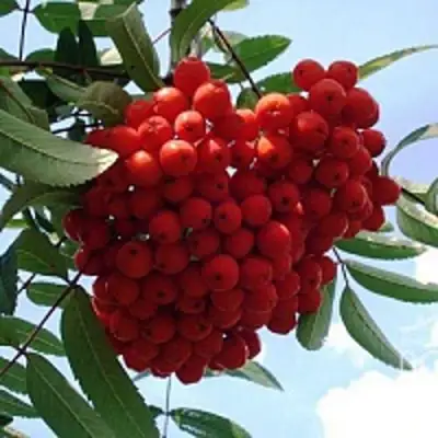 Рябина САХАРНАЯ ПЕТРОВА сладкоплодная в Новополоцке