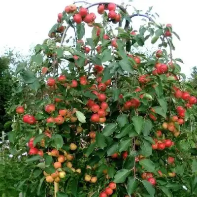 Яблоня ХЮВИНГИЕНЗИС декоративная в Новополоцке