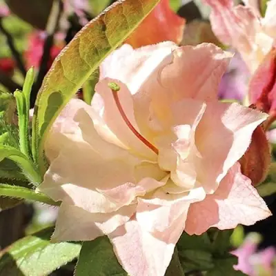 Азалия КЭННОНС ДАБЛ листопадная в Новополоцке