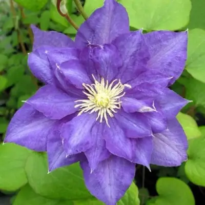 Клематис БЬЮТИ ОФ ВОЧЕСТЕР в Новополоцке