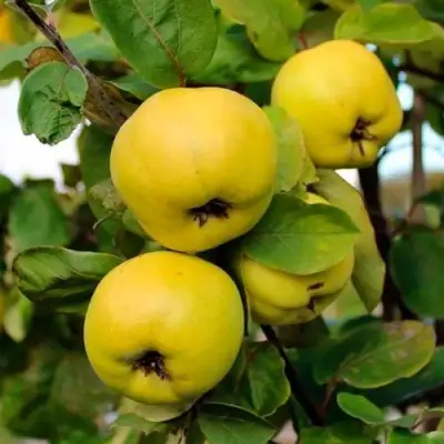 Айва ЯБЛОКОВИДНАЯ в Новополоцке