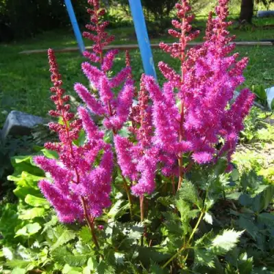 Астильба ЭЛИЗАБЕТ ВАН ВИН японская в Новополоцке