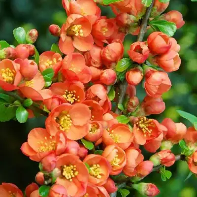 Айва ОРАНЖ ТРЕЙЛ в Новополоцке