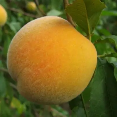 Персик ДОНЕЦКИЙ ЖЕЛТЫЙ в Новополоцке