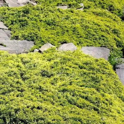 Можжевельник ГОЛДЕН КАРПЕТ горизонтальный  в Новополоцке