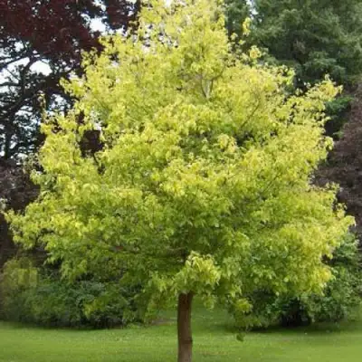 Клен ясенелистный в Новополоцке