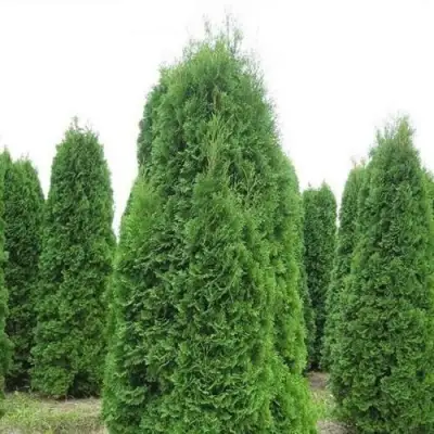 Туя КОЛУМНА западная в Новополоцке