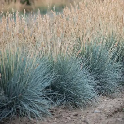 Овсяница АЙСФОГЕЛЬ сизая в Новополоцке