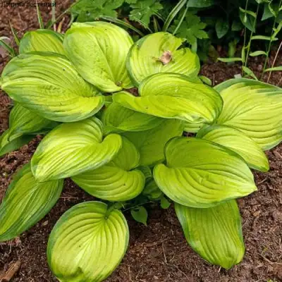 Хоста СТЕЙНД ГЛАСС гибридная в Новополоцке