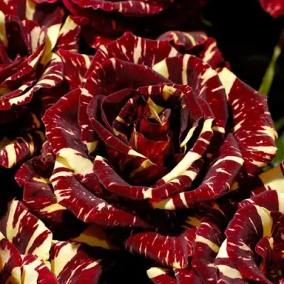 Роза АБРАКАДАБРА чайно-гибридная в Новополоцке