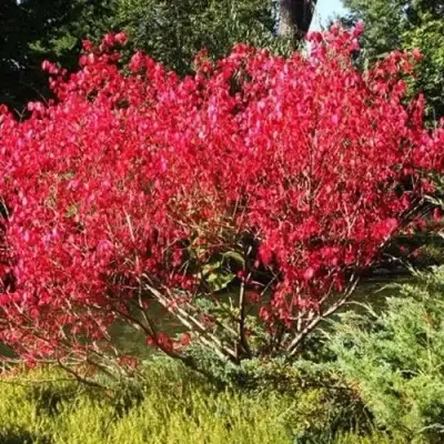 Бересклет ЕВРОПЕЙСКИЙ в Новополоцке