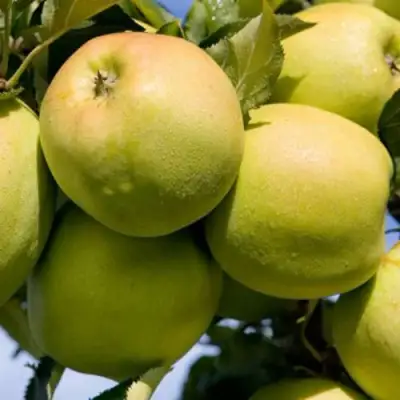 Яблоня МУТСУ в Новополоцке