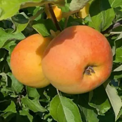 Яблоня АНТОНОВКА ЗОЛОТАЯ в Новополоцке