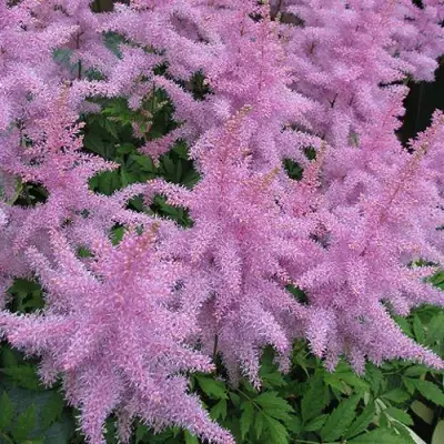 Астильба ГИАЦИНТ Арендса в Новополоцке