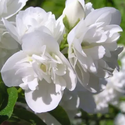 Жасмин ЖИРАНДОЛЬ в Новополоцке