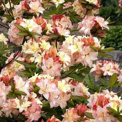 Азалия КЭННОНС ДАБЛ листопадная в Новополоцке