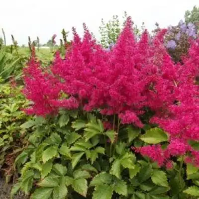 Астильба САННИ ДЕЙ гибридная в Новополоцке