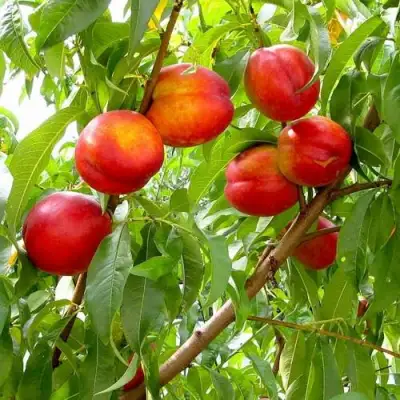 Нектарин ХАРБЛЕЙЗ в Новополоцке