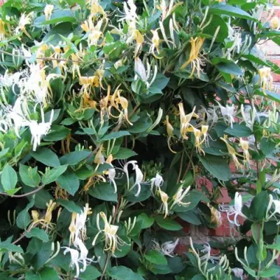 Жимолость ХАЛЛИАНА японская (Хелиана) в Новополоцке