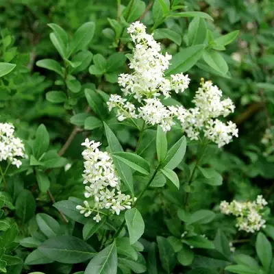 Бирючина обыкновенная АТРОВИРЕНС в Новополоцке