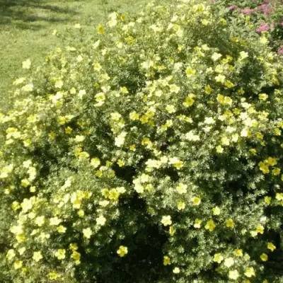 Лапчатка КЛОНДАЙК кустарниковая в Новополоцке