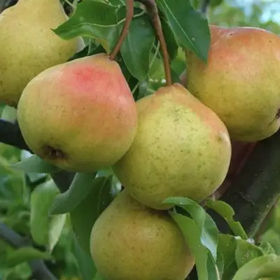 Груша ПАМЯТЬ ЯКОВЛЕВА в Новополоцке