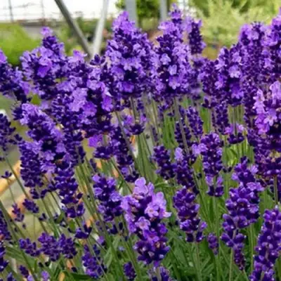 Лаванда ХИДКОТ БЛЮ узколистная в Новополоцке
