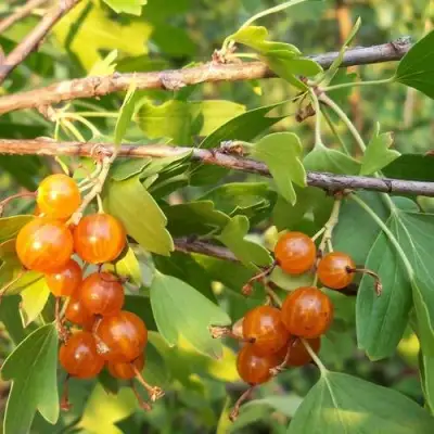Смородина золотистая ЛЯЙСАН в Новополоцке