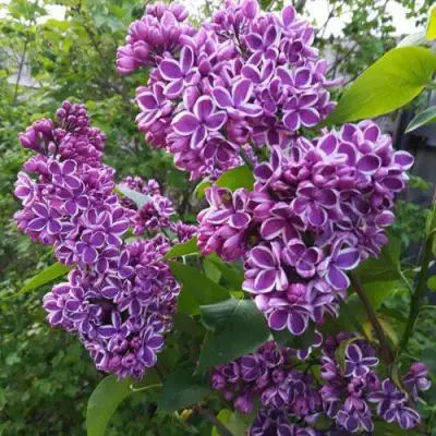 Сирень СЕНСАЦИЯ в Новополоцке