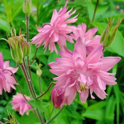 Аквилегия БАРЛОУ ПИНК гибрид МакКаны в Новополоцке