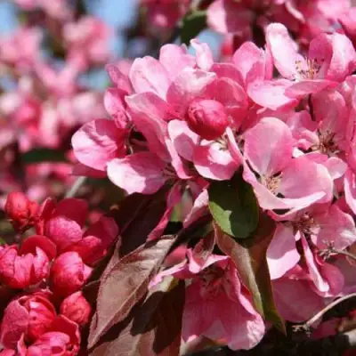 Яблоня РУДОЛЬФ декоративная  в Новополоцке