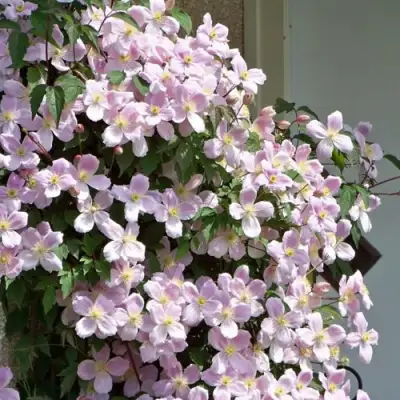 Клематис ГОРНЫЙ в Новополоцке