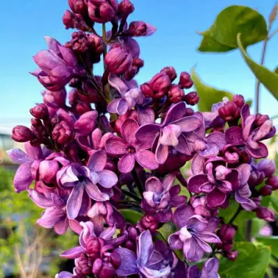 Сирень ВИОЛЕТТА в Новополоцке