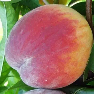 Персик ТОП СВИТ в Новополоцке