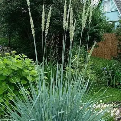 Элимус БЛЮ ДЮН песчаный в Новополоцке