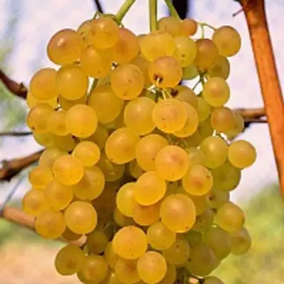 виноград кишмиш коктейль