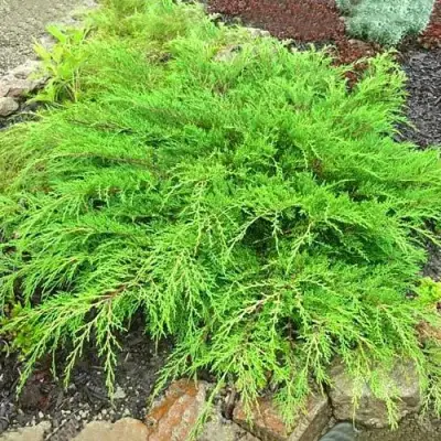 Микробиота ЯКОБСЕН перекрестнопарная в Новополоцке