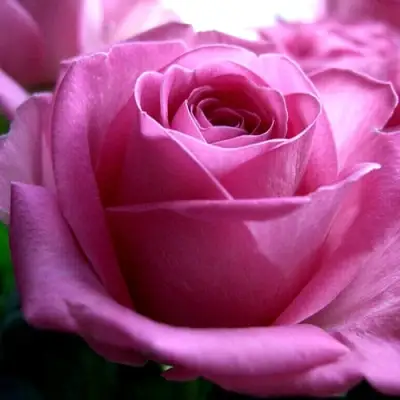 Роза ЭЙФЕЛЕВА БАШНЯ чайно-гибридная в Новополоцке