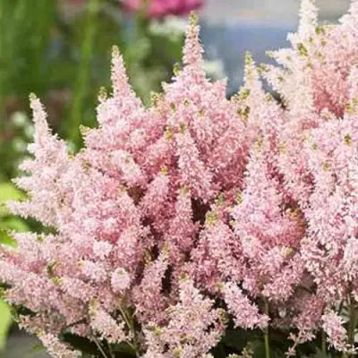 Астильба ЮНИК САЛМОН гибридная в Новополоцке