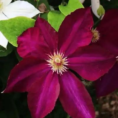 Клематис МАЗОВШЕ в Новополоцке