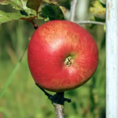 Яблоня ДЫЯМЕНТ в Новополоцке