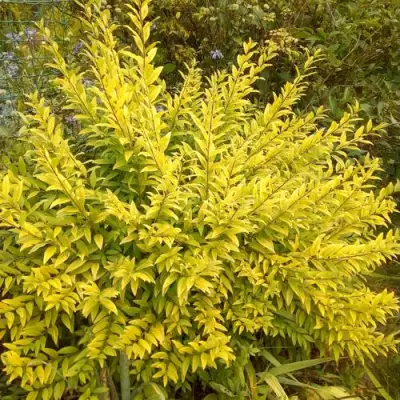 Бирючина АУРЕА обыкновенная в Новополоцке