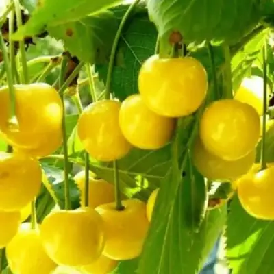 Черешня ПОДСНЕЖНИК в Новополоцке