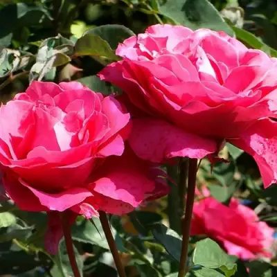 Роза ВИЕН РОУЗ чайно-гибридная в Новополоцке