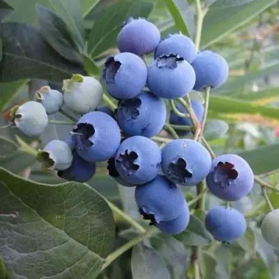 Голубика ЛЕГАЦИЯ в Новополоцке