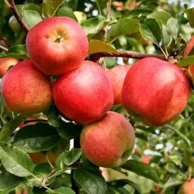 Яблоня ГАЛА МАСТ в Новополоцке