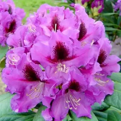 Рододендрон РАСПУТИН в Новополоцке