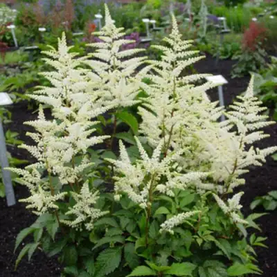 Астильба БРАУТШЛЕЙЕР Арендса в Новополоцке